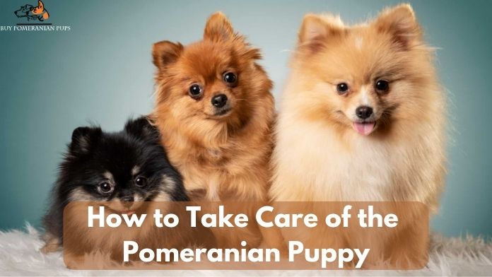 how to take care of the pomeranian puppy