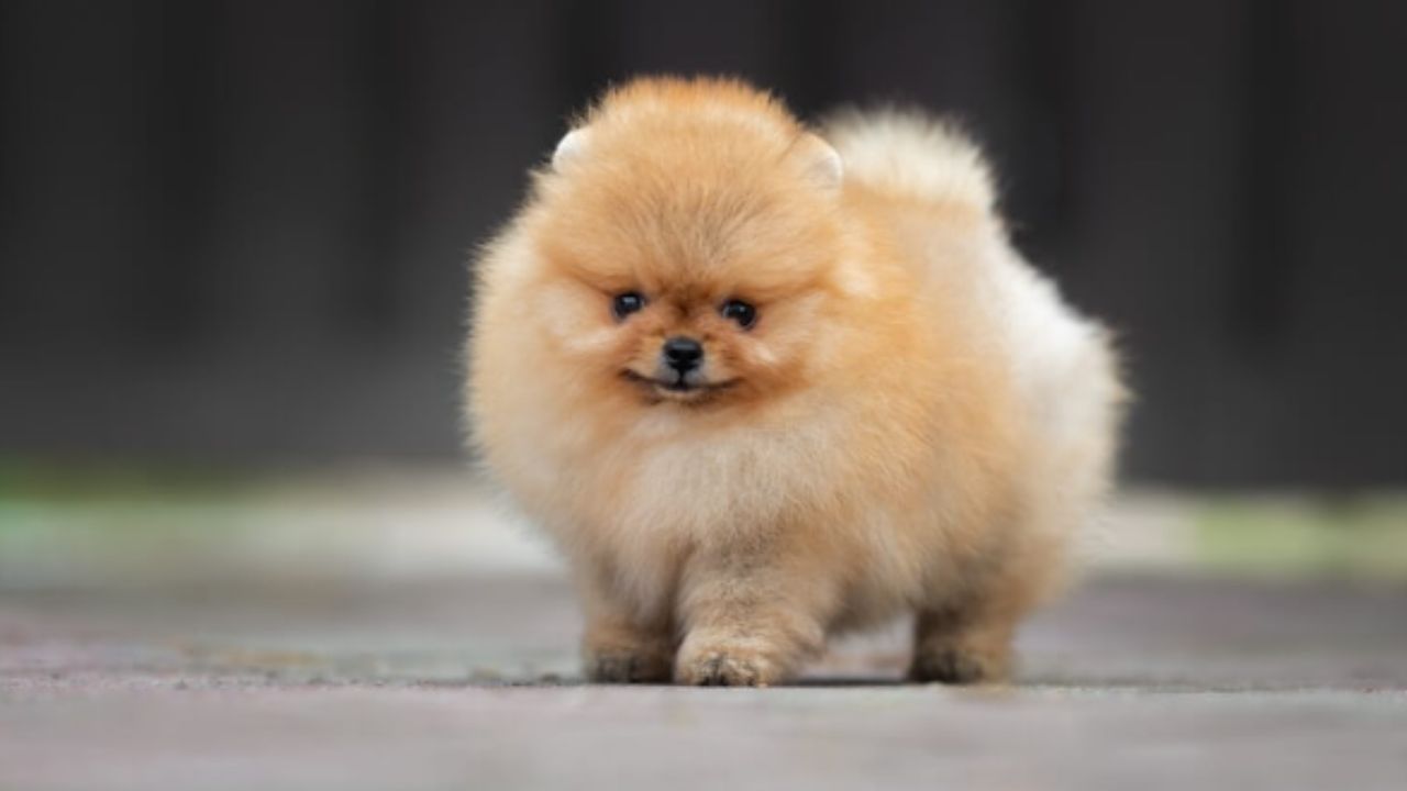 how much are teacup pomeranian puppies