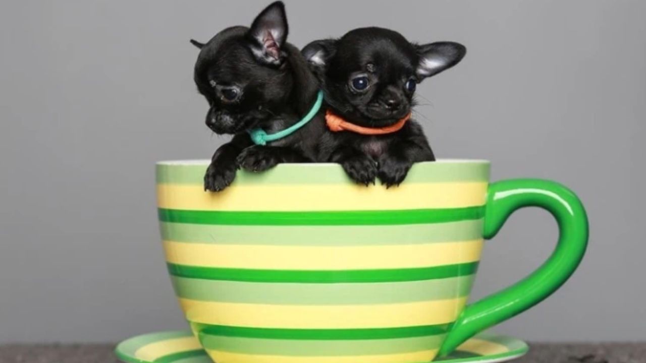 how much is a teacup puppy