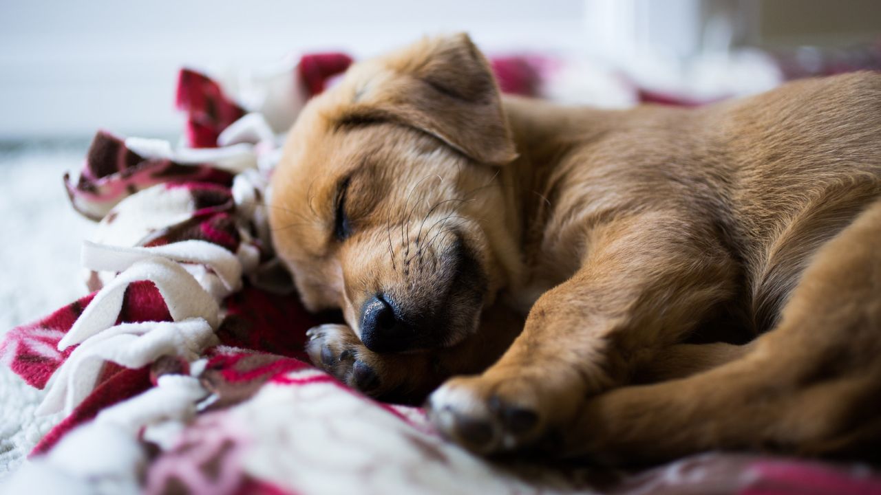 A Guide to Help Your Puppy Sleep Through the Night