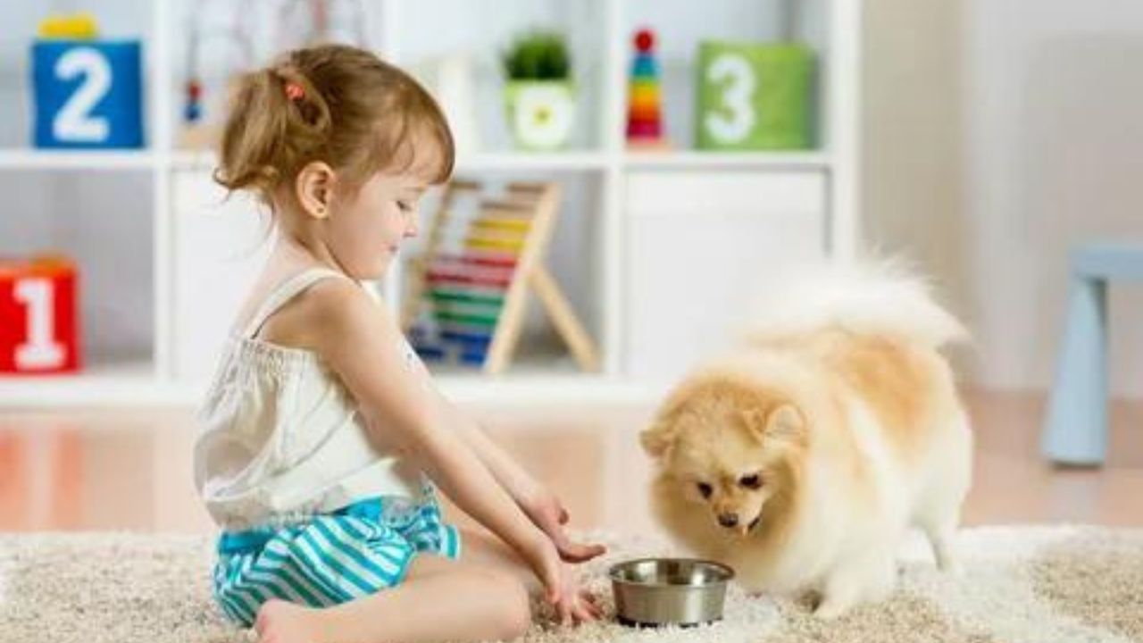 Additional Tips for Potty Training a Pomeranian Puppy