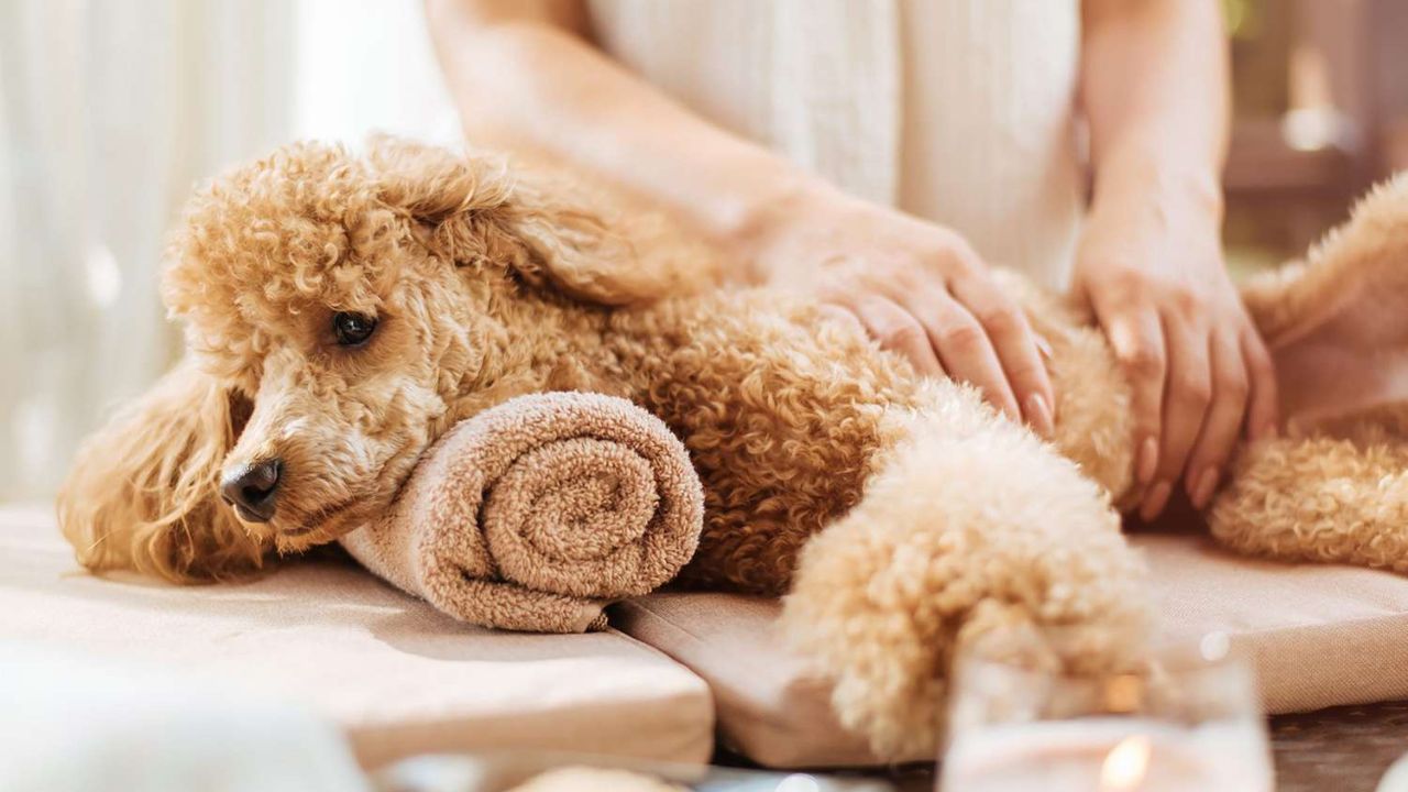 Alternatives to Traditional Bathing: Pampering Your Pooch Without the Splash
