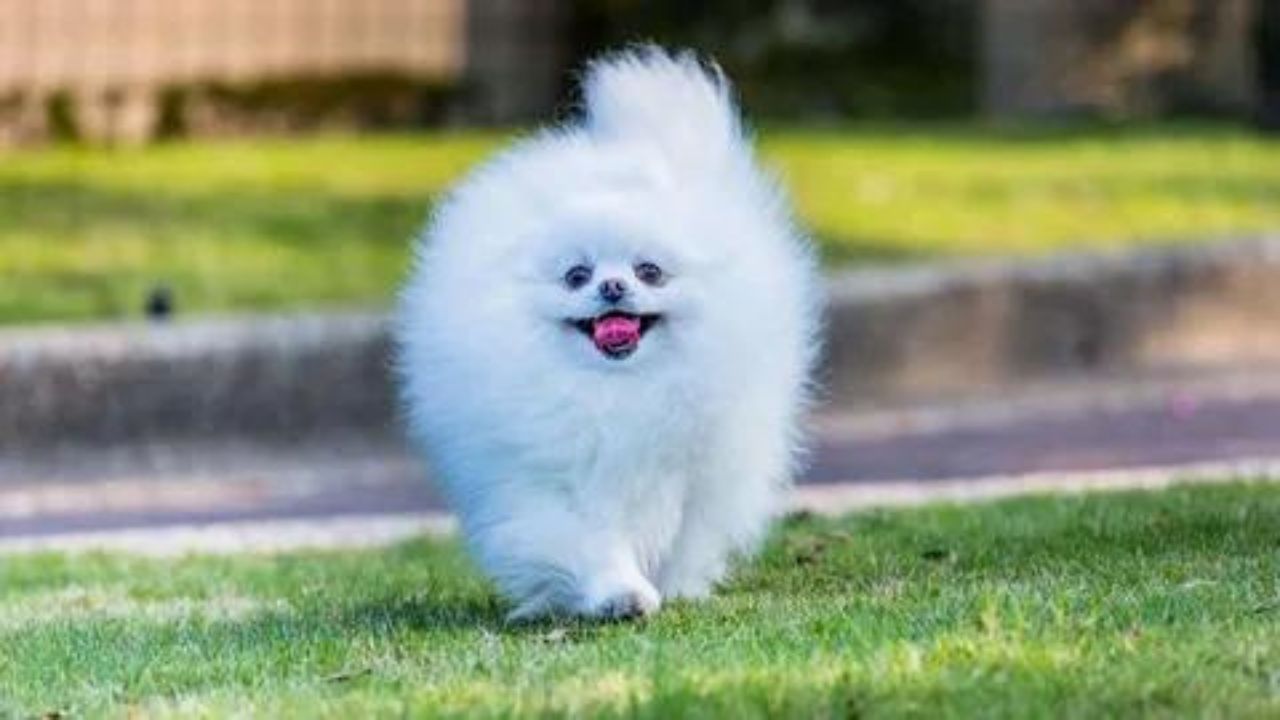 Are Pomeranians Good Apartment Dogs