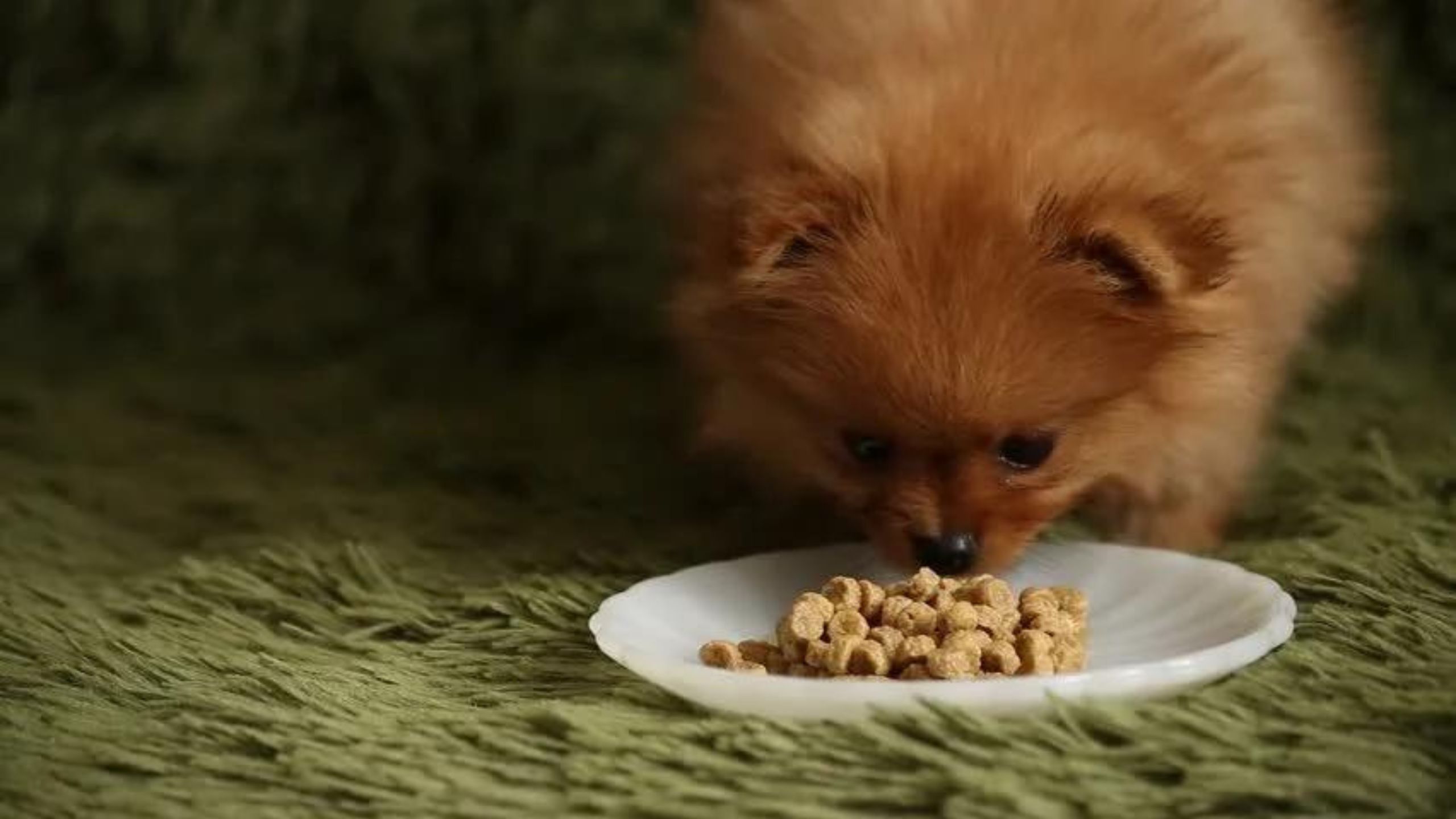 Best Food Options for Pomeranian Puppies