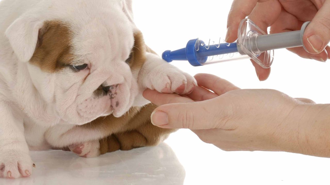 Can I Bathe My Puppy Before Vaccination