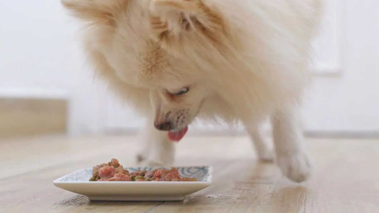 Can I Feed My Pomeranian Raw Meat?