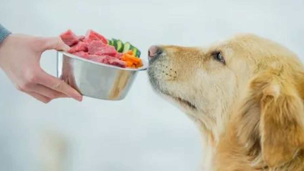 Can I feed my dog a raw food diet