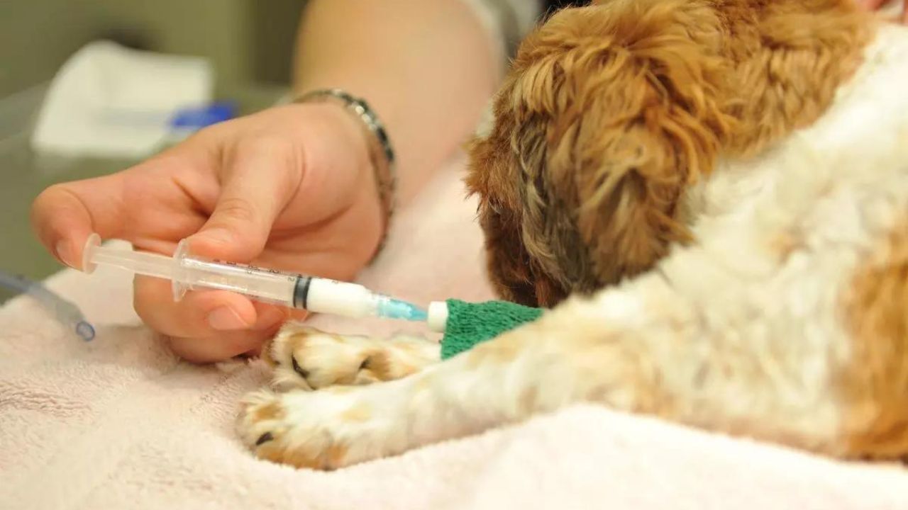 Can You Bathe a Puppy After Vaccination A Comprehensive Guide