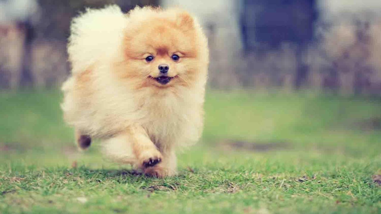Can You Shave Pomeranians: A Guide