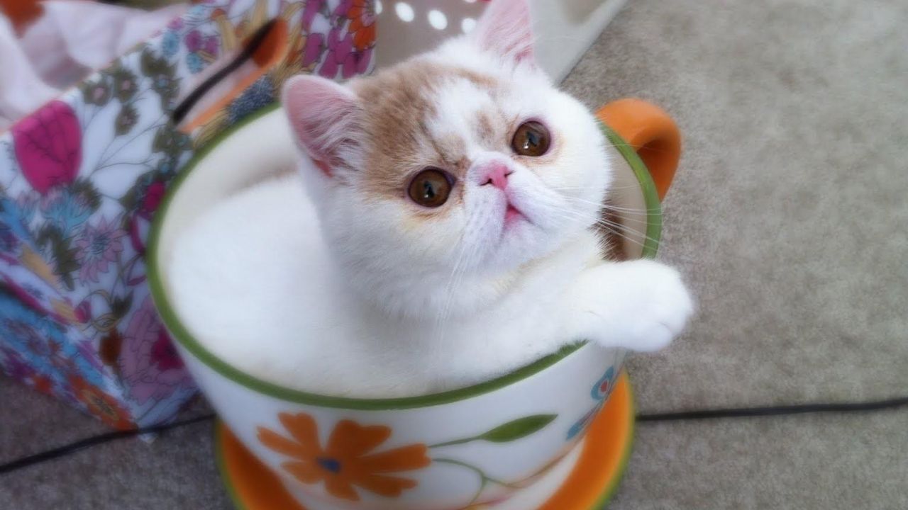 Cute Teacup Puppies Everything You Need to Know