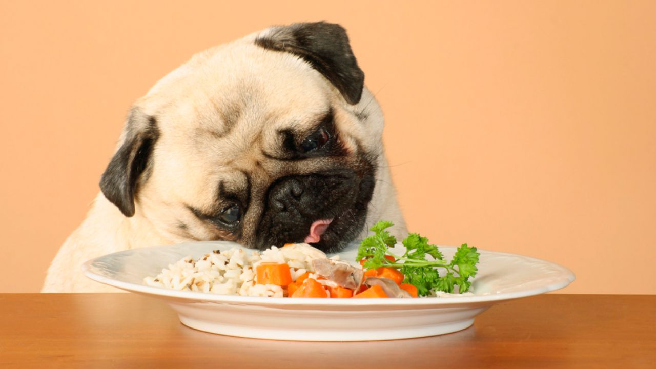Homemade Diets vs. Commercial Dog Food