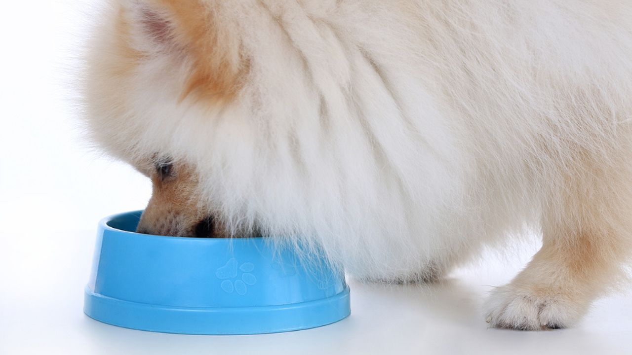 How Much Should I Feed My Pomeranian