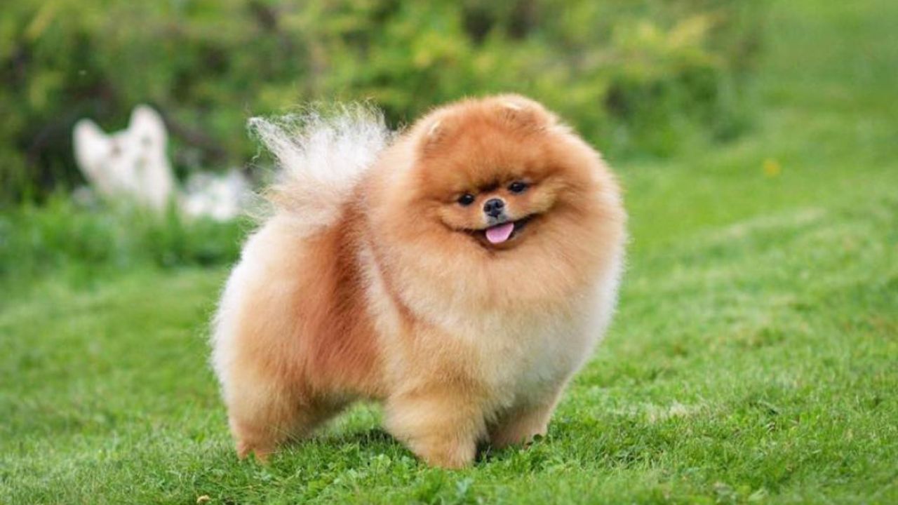 How Much is a Micro Pomeranian