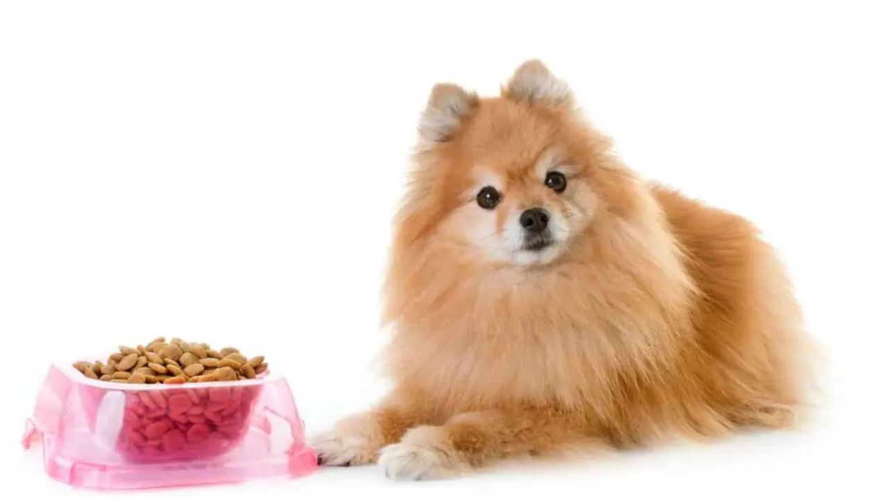 How Much to Feed Your Pomeranian