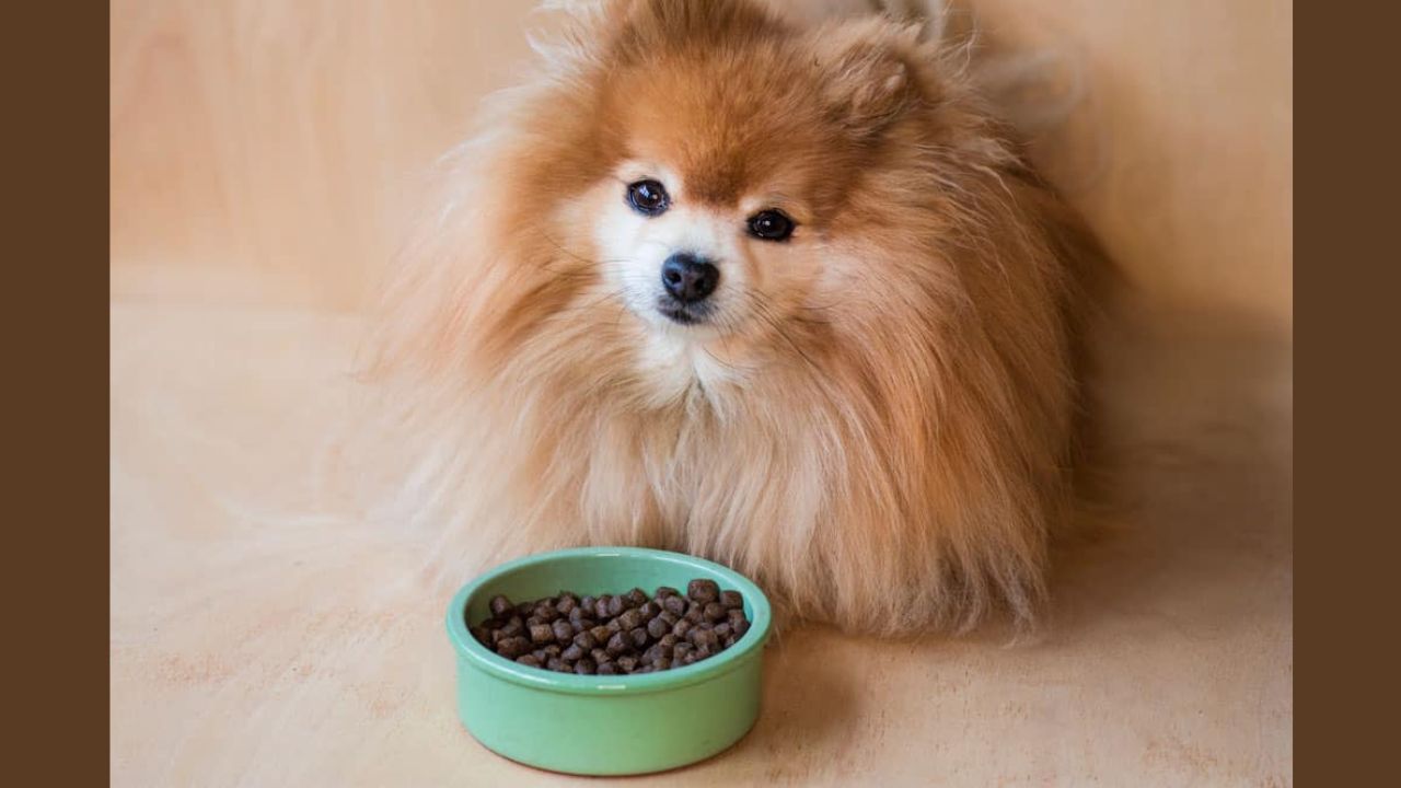 How Often Should My Pomeranian Eat