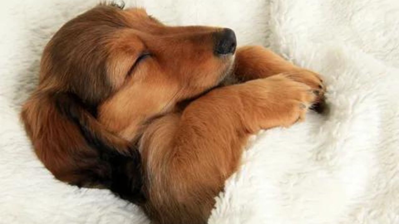 How Often Should My Puppy Sleep?