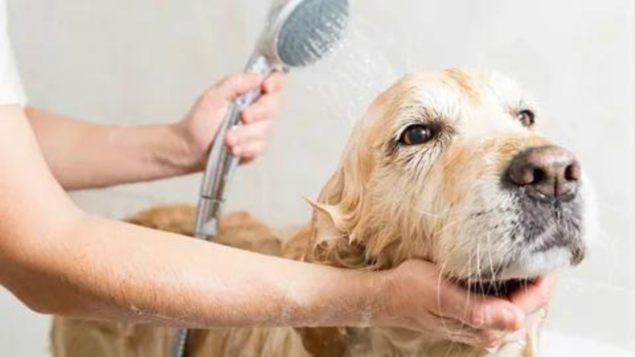  How Often Should You Bathe Your Pomeranian? A Comprehensive Guide