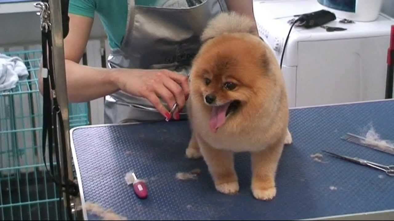 How Short Can You Cut a Pomeranian's Hair