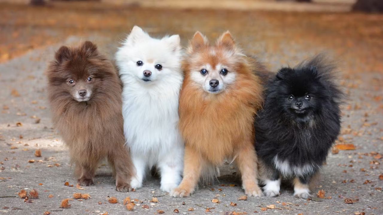 How many puppies can Pomeranians have