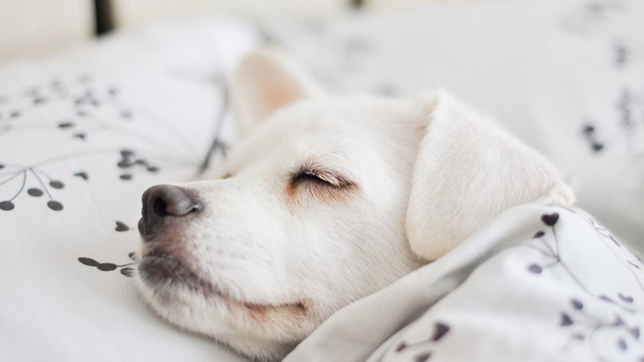 How-to-Help-Your-Puppy-Sleep-Through-the-Night