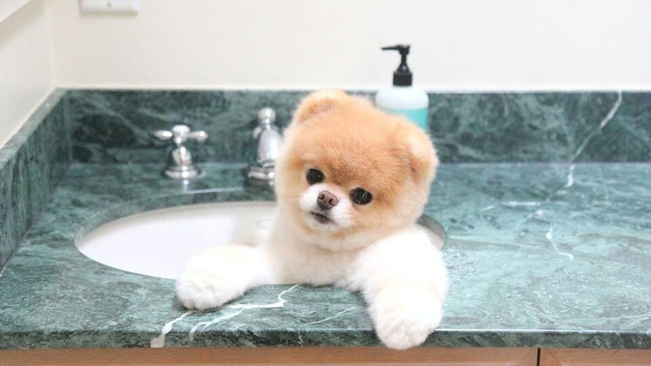 How to Make Pomeranian Puppy Bath Enjoyable