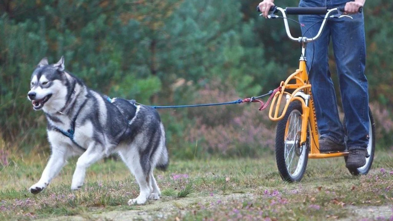 How to Start Training a Husky Puppy