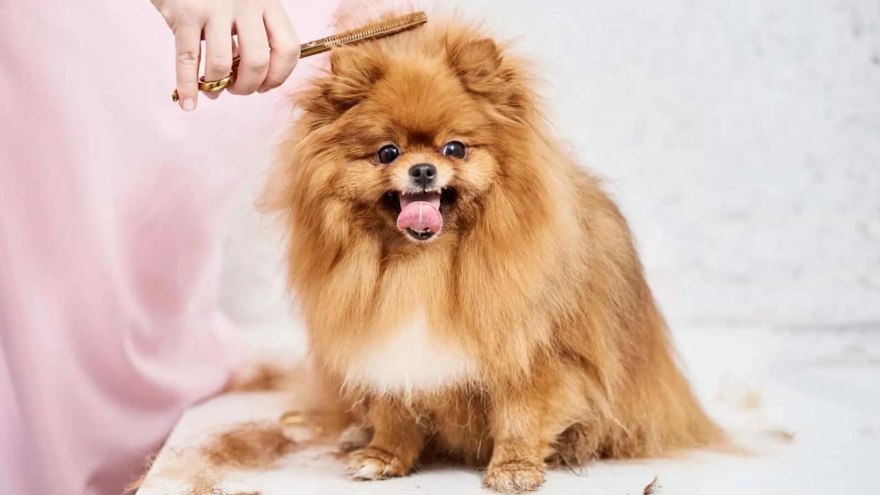 How to Trim a Pomeranian's Hair – The Dog's Body
