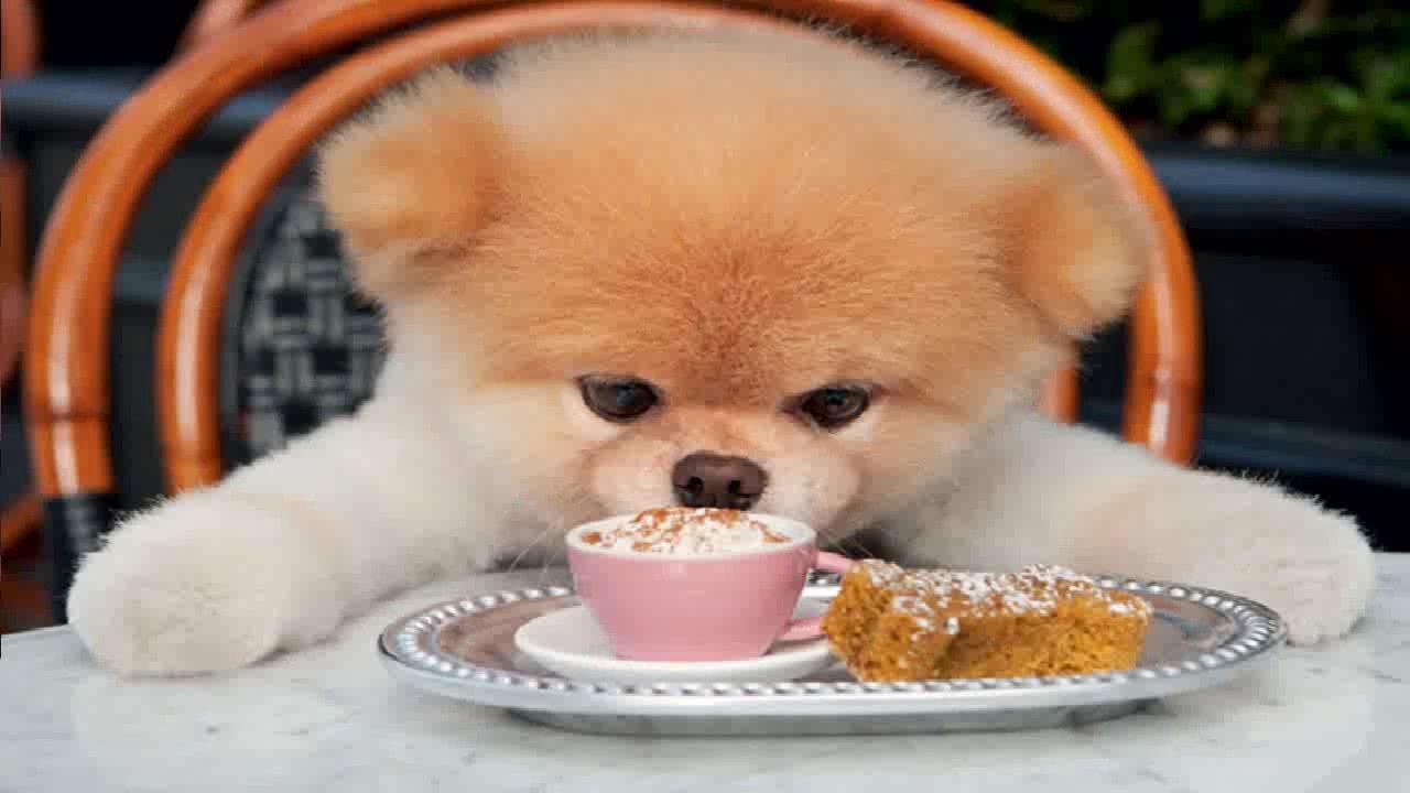 Is your Pomeranian constantly seeking food