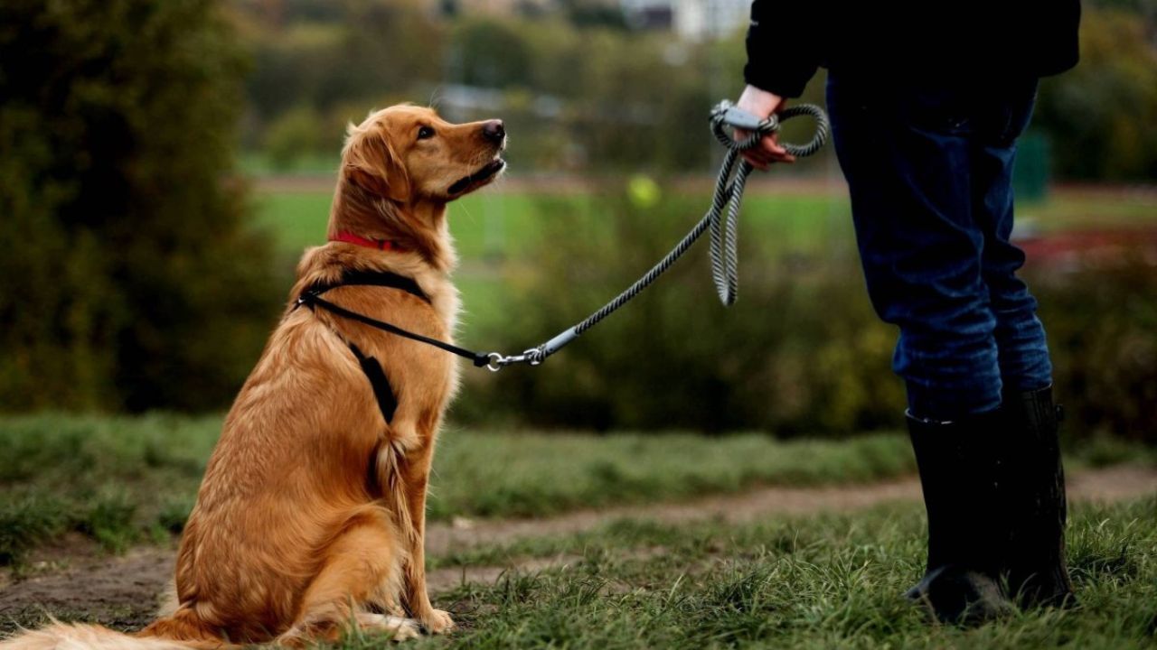 Leash Training and Advanced Commands