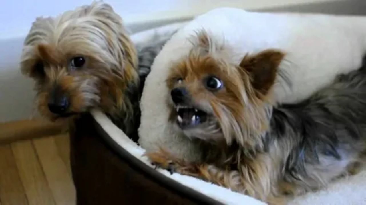 Morkie vs Yorkie – Which One Is Perfect for Anyone