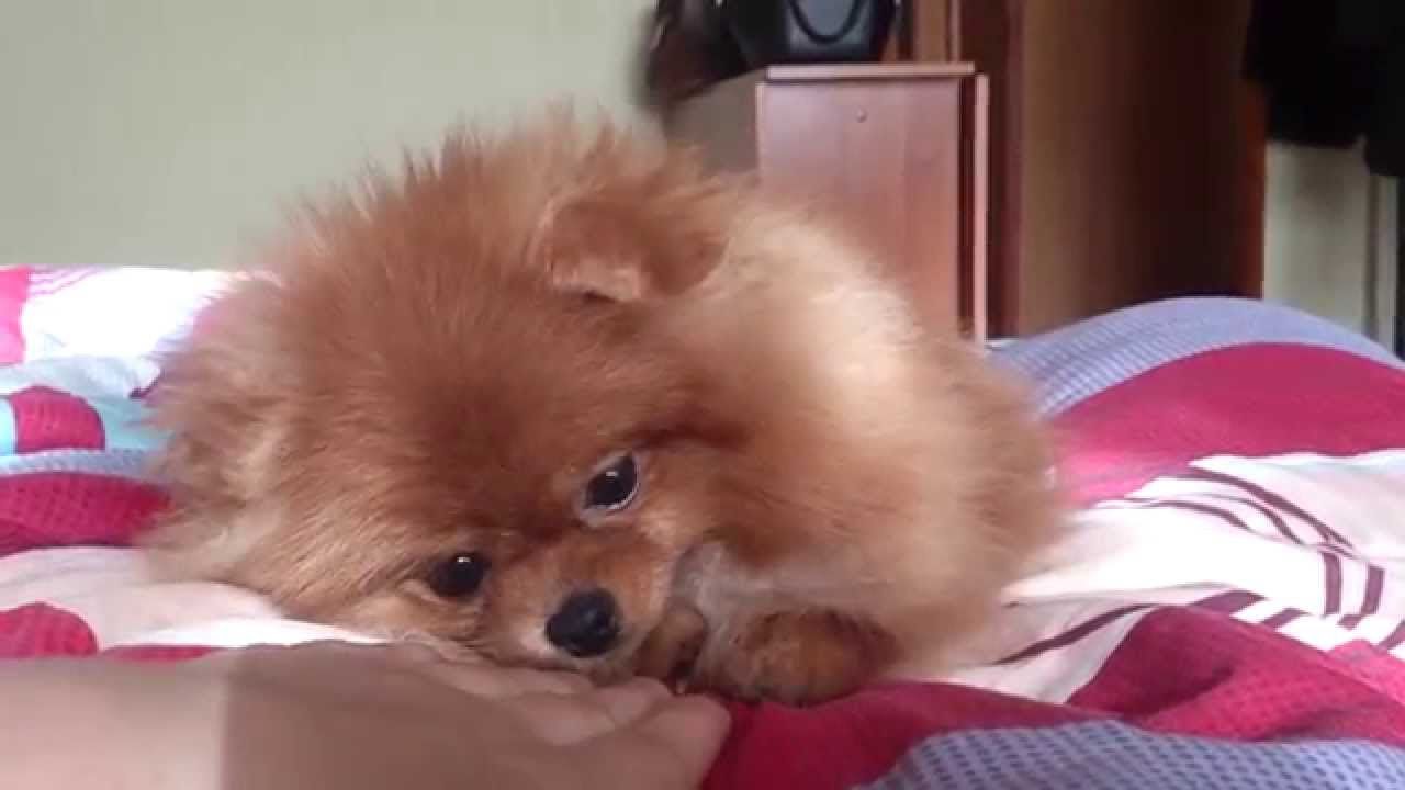 Pomeranian Coughing Woes