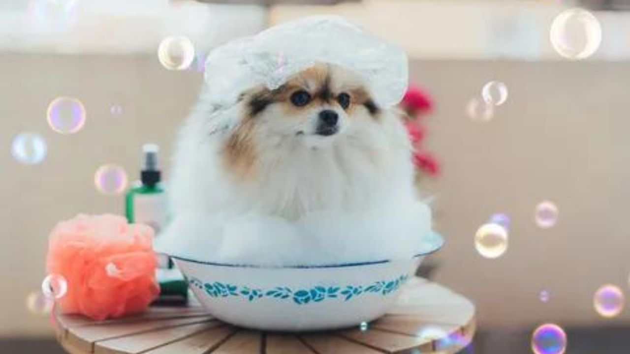 How Often Should I Bathe My Pomeranian