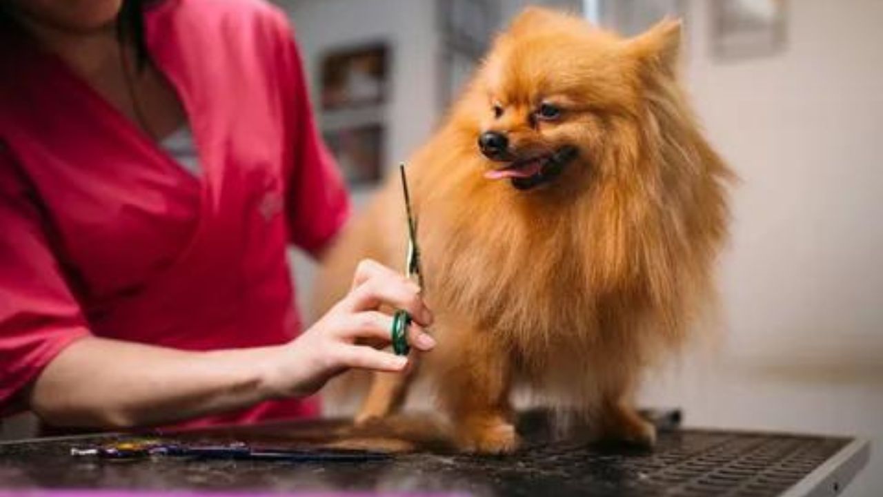 Styles and Pomeranians Hair Cuts: What Works Best
