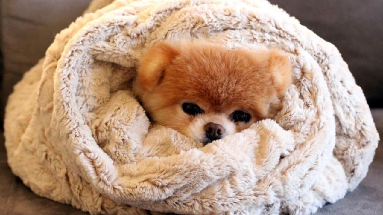 Pomeranians and Cold Weather