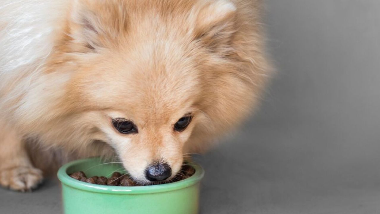 The Best Dry Food for Pomeranian