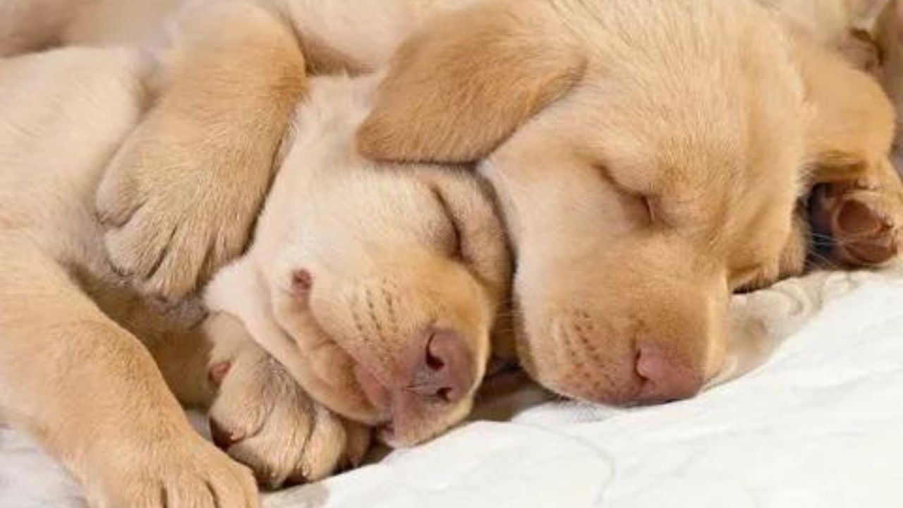 The Importance of Sleep for Puppies