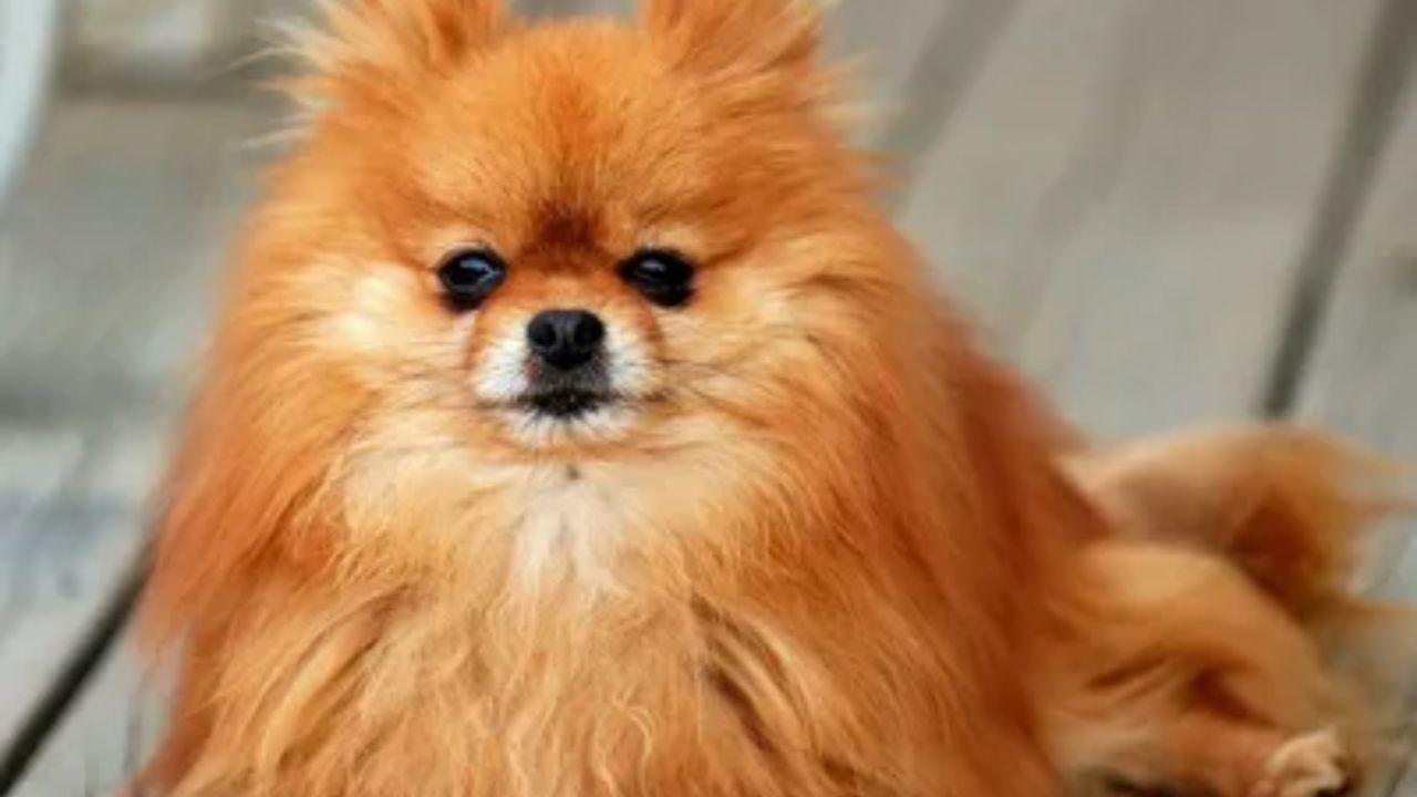 The Lifespan of Pomeranians How Long Can Pomeranians Live
