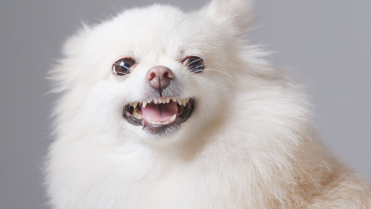 The Reasons Behind Pomeranian Barking