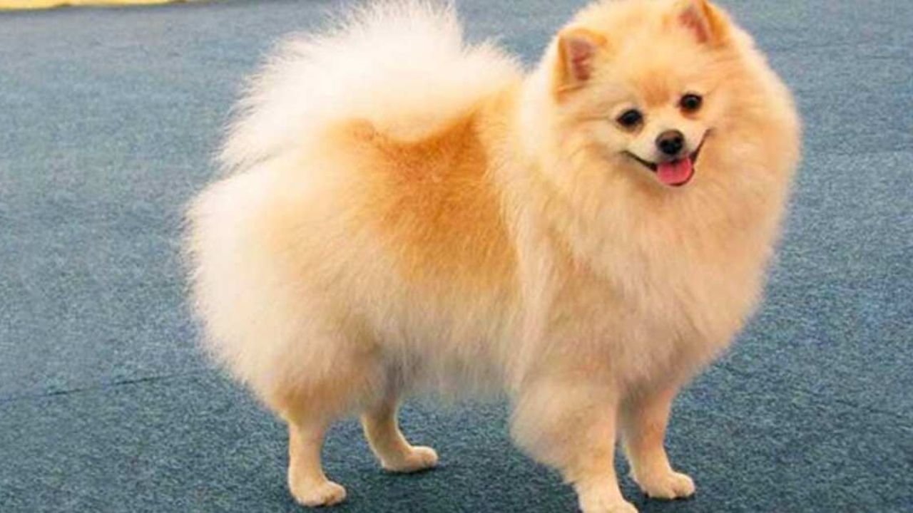 The Spitz Type Pomeranian Puppy