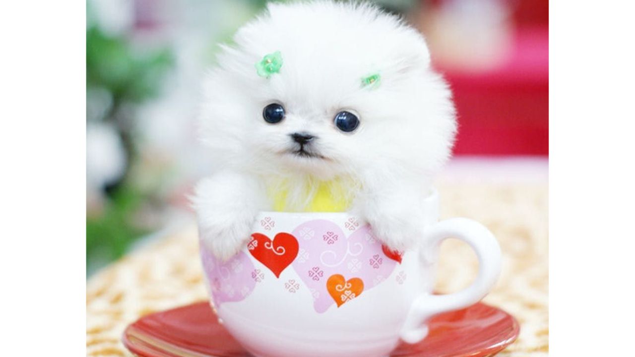 The Truth Behind Teacup Pomeranians