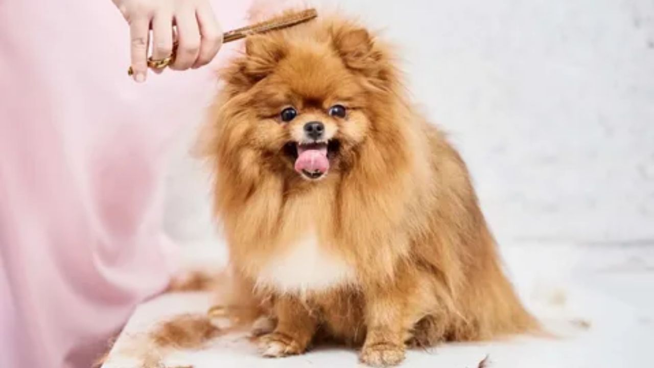 The Ultimate Guide to Promoting Pomeranian Hair Regrowth