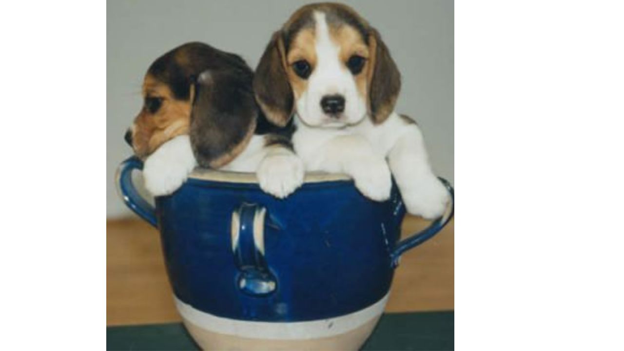 Training and Care of Teacup Dogs in Teacups