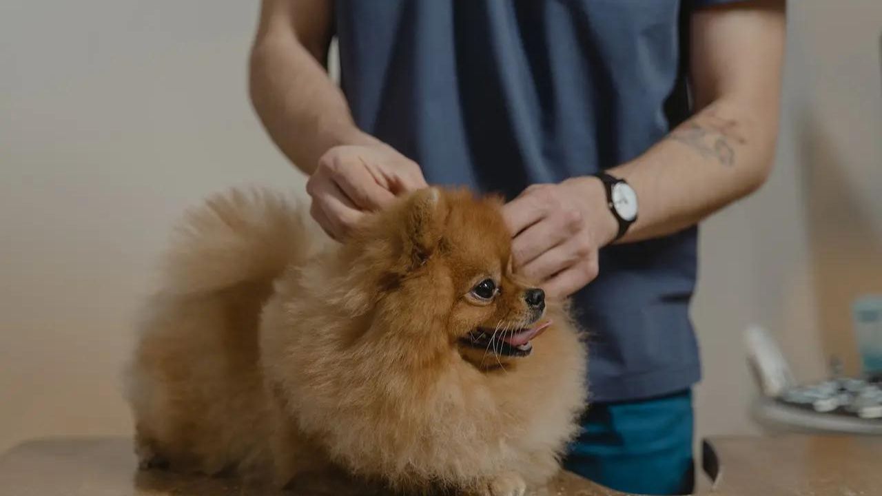 how to get rid of fleas on a pomeranian