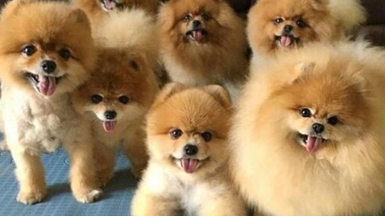How many puppies can Pomeranians have
