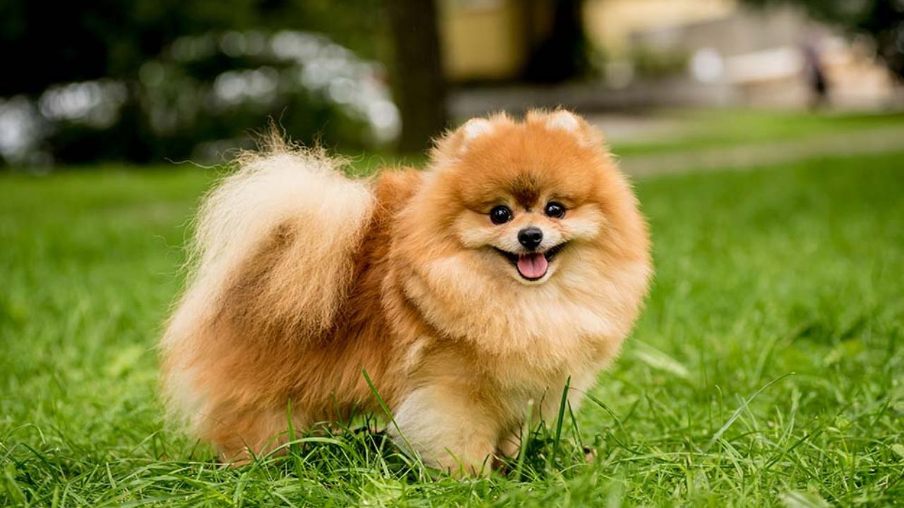 Why are Pomeranians So Mean