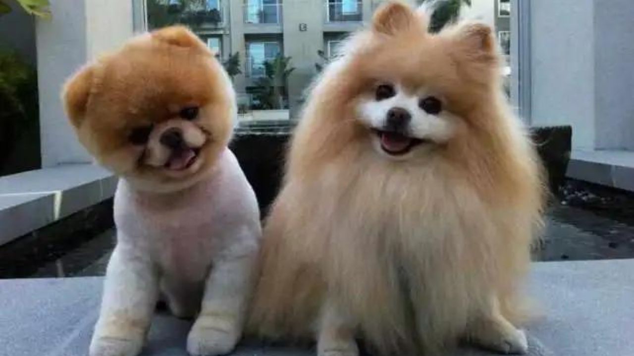 Can You Shave a Pomeranian