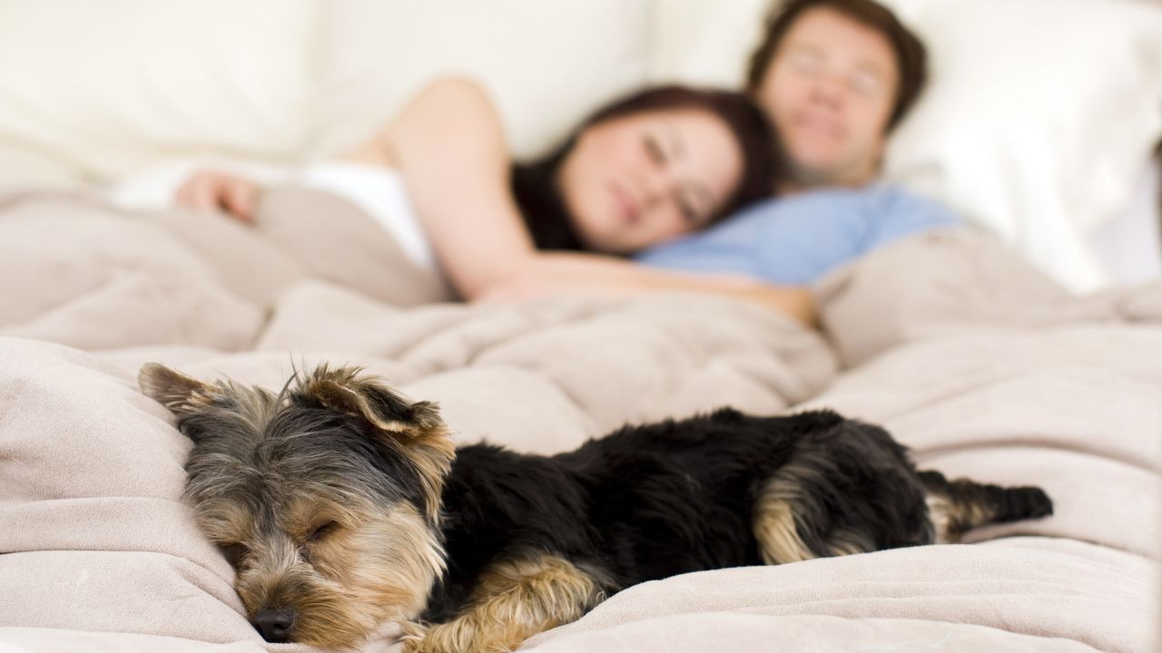 Advice on How to Get Your Dog to Sleep Through the Night