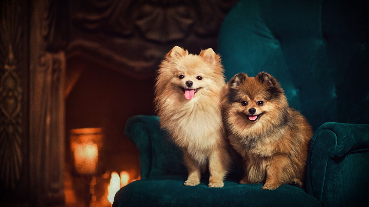 pomeranians good with other dogs