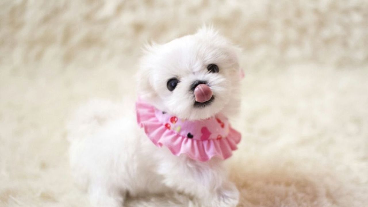 What are Micro Puppy Breeds