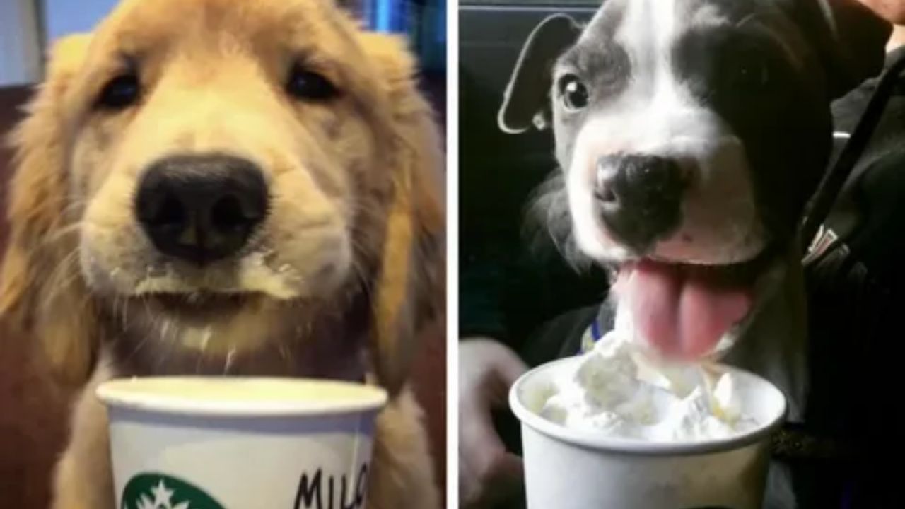 What to Consider Before Getting a Cup Puppy